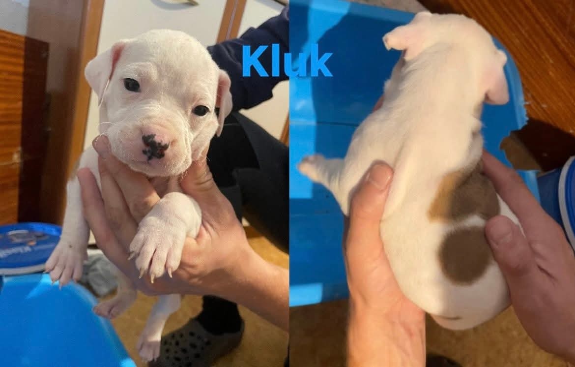 Americký stafordšírský teriér - 5