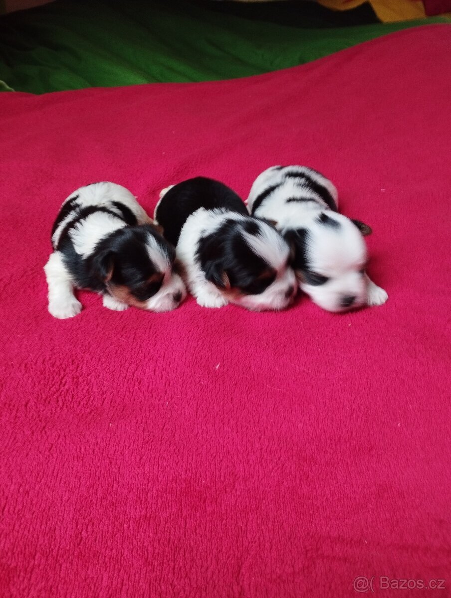 Biewer Jorkširský terier - 5