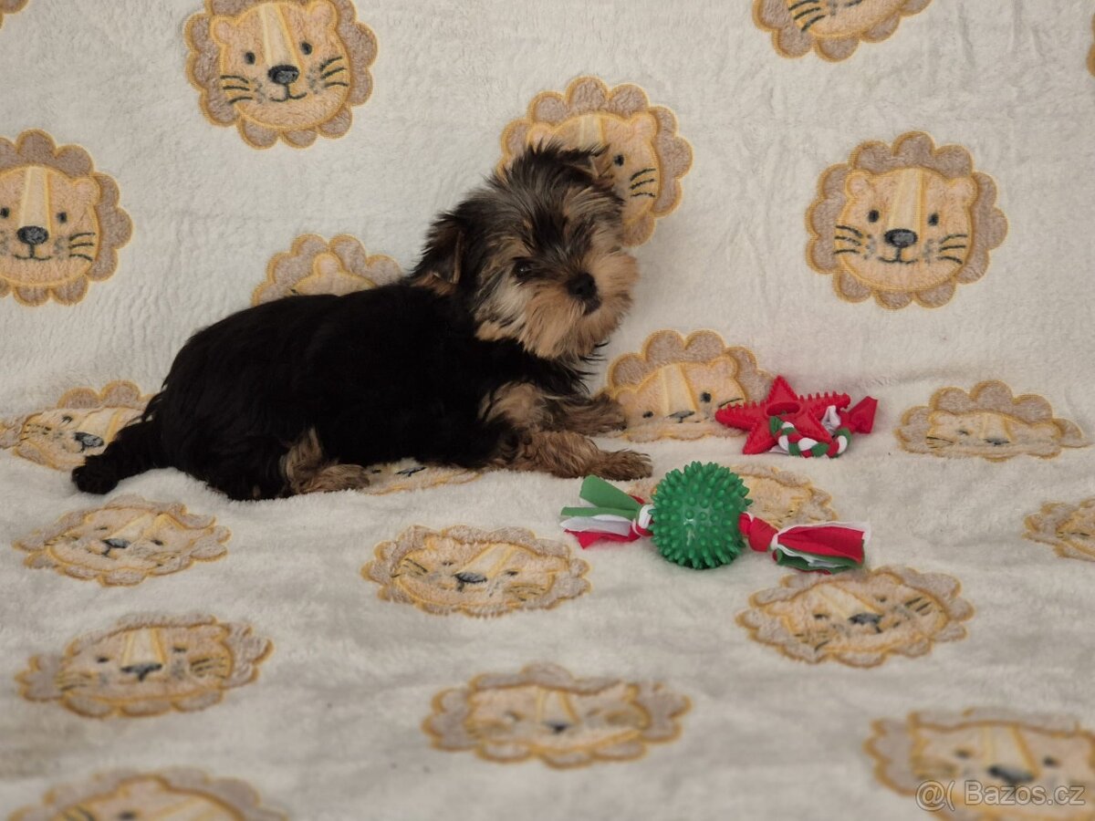 Jorkšírský teriér bez PP.(fenečka). - 5