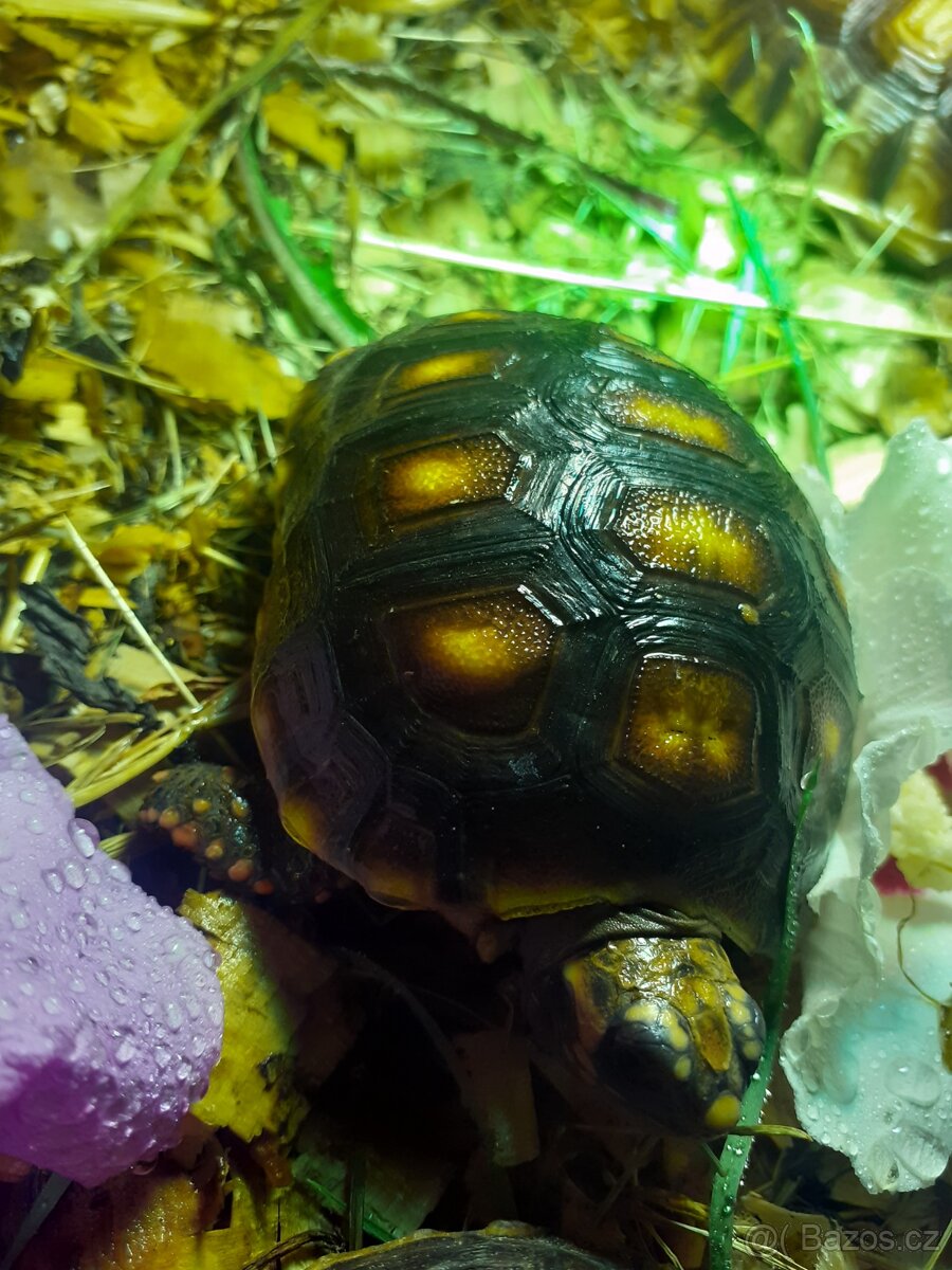Želva uhlířská mláďata různé velikosti - 5
