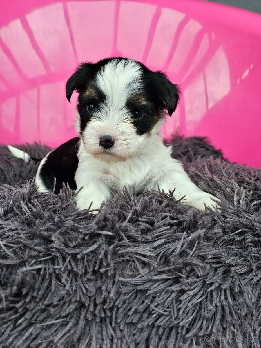 Biewer jorkšírský teriér, Yorkshire holčička s PP - 5