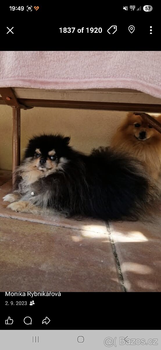 Daruji pejska kluk - 5