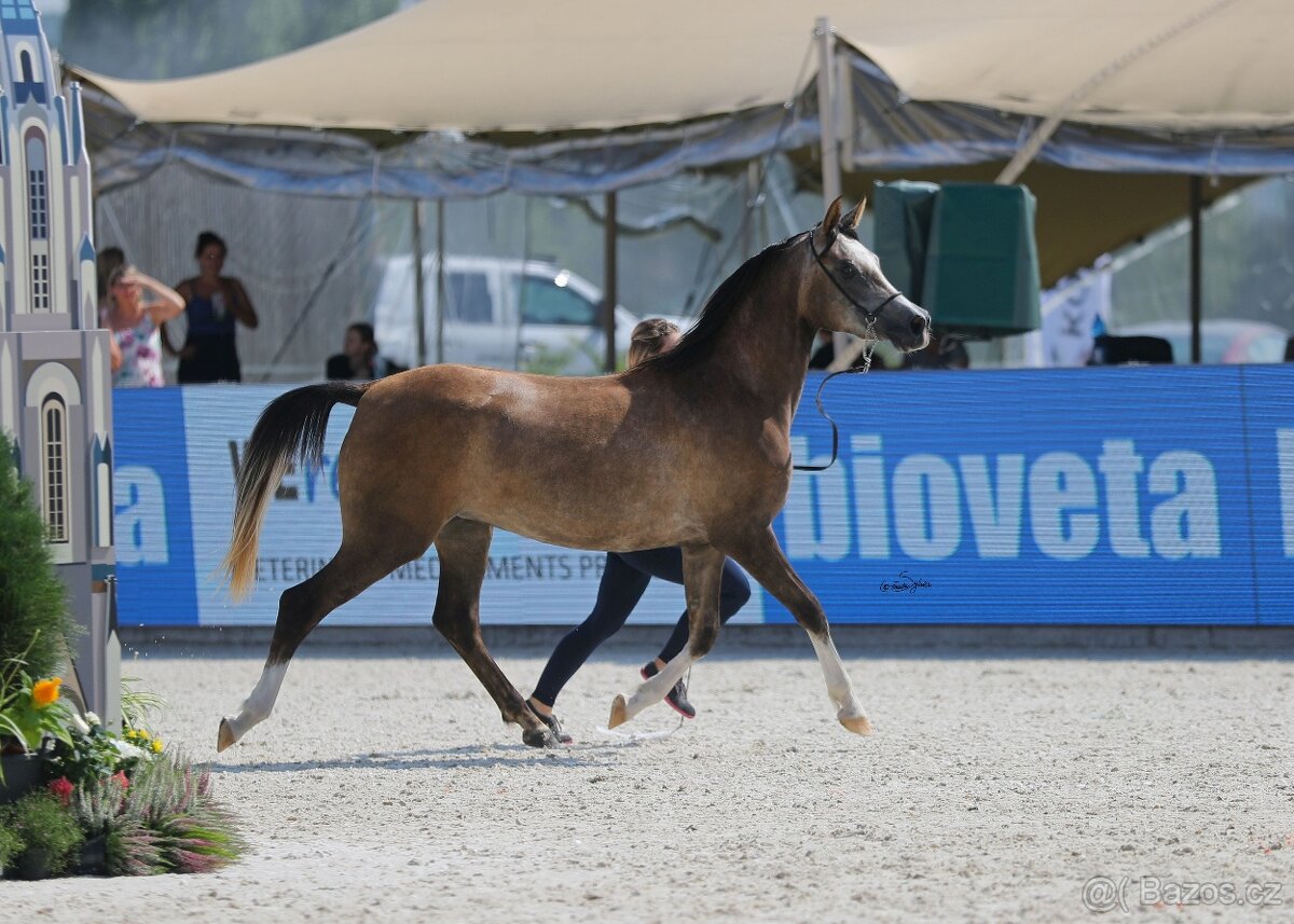 Plnokrevný arab - Připouštění- zapůjčení na sezónu 2026 - 5