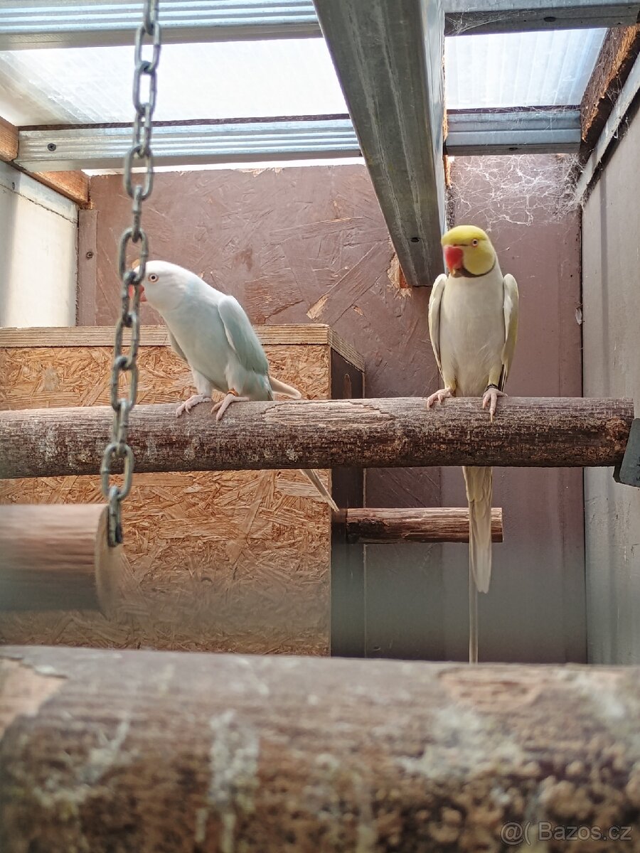 Okrasné ptactvo - 5