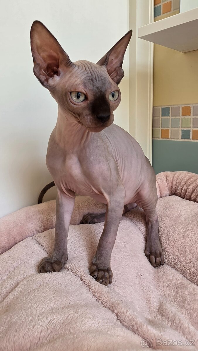 Kotátka Sphynx, holčičky, rodiče papírové - 5