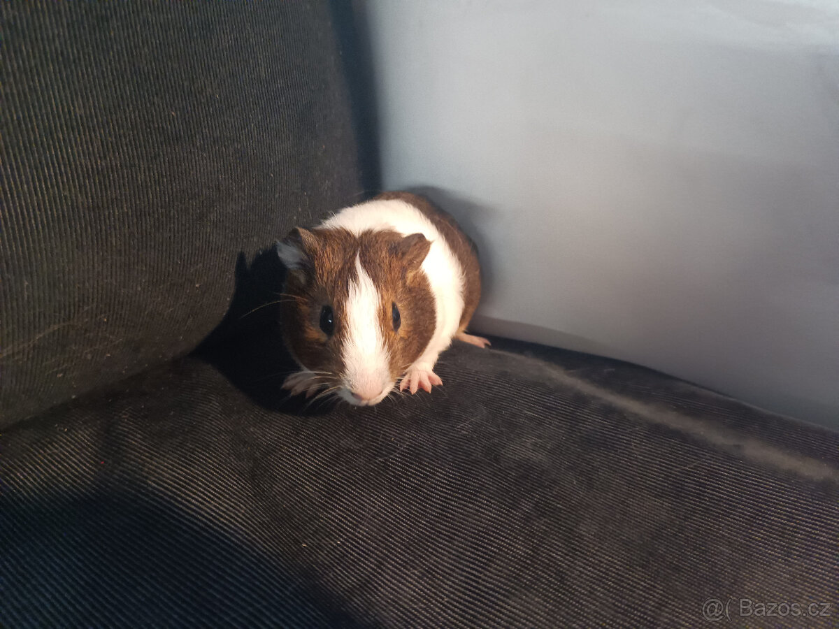 Malá morčata z domácího chovu (i jednotlivě) - 5