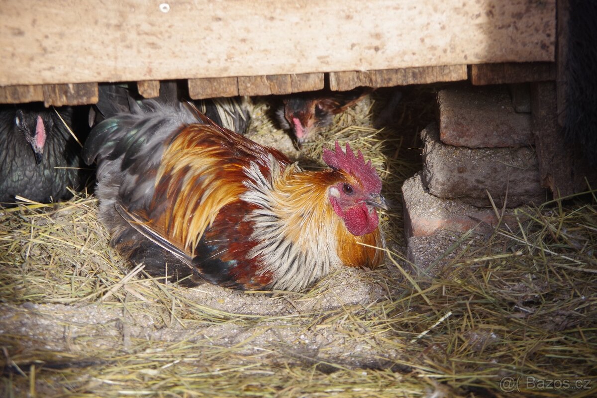 prodám kohouty Dongxiang Lukedanji - 5