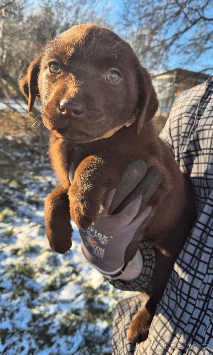 Labradorský retrívr bez PP - 5