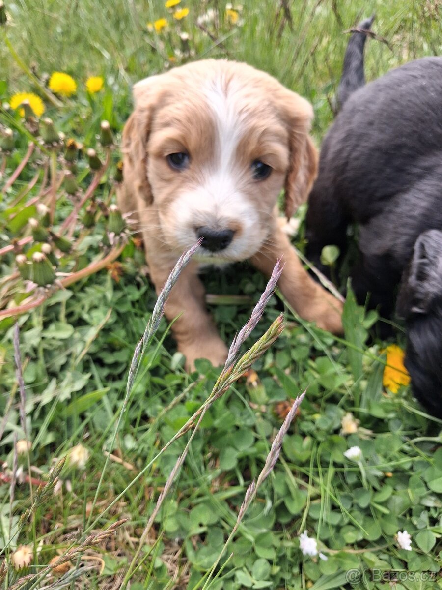 Kokršpaněl bez pp - 5