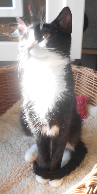 Mazlivý, klidnější 5,5měsíční černobílý kocourek Body - 5