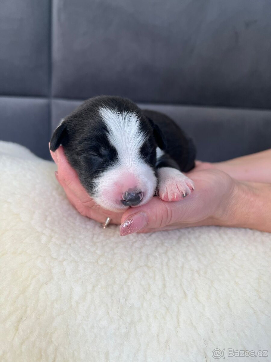 Štěňata Border Kolie s PP - 5