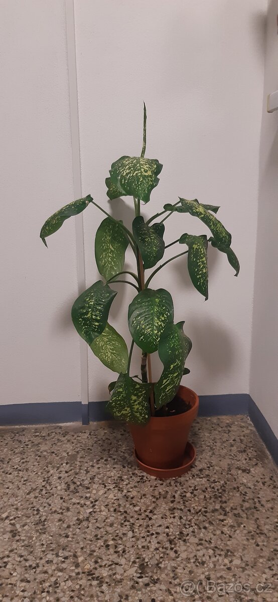 Prodám pokojové rostliny - 5