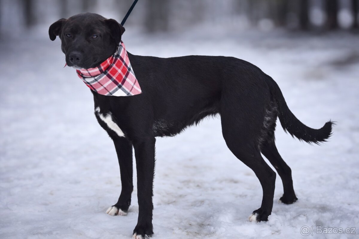 Žanetka hledá domov - 5