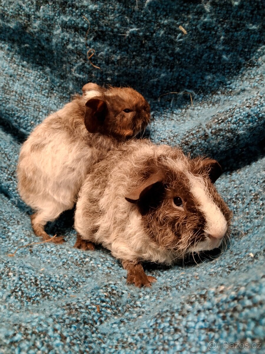 Morče,2 kluci, dalmatin NS - 5