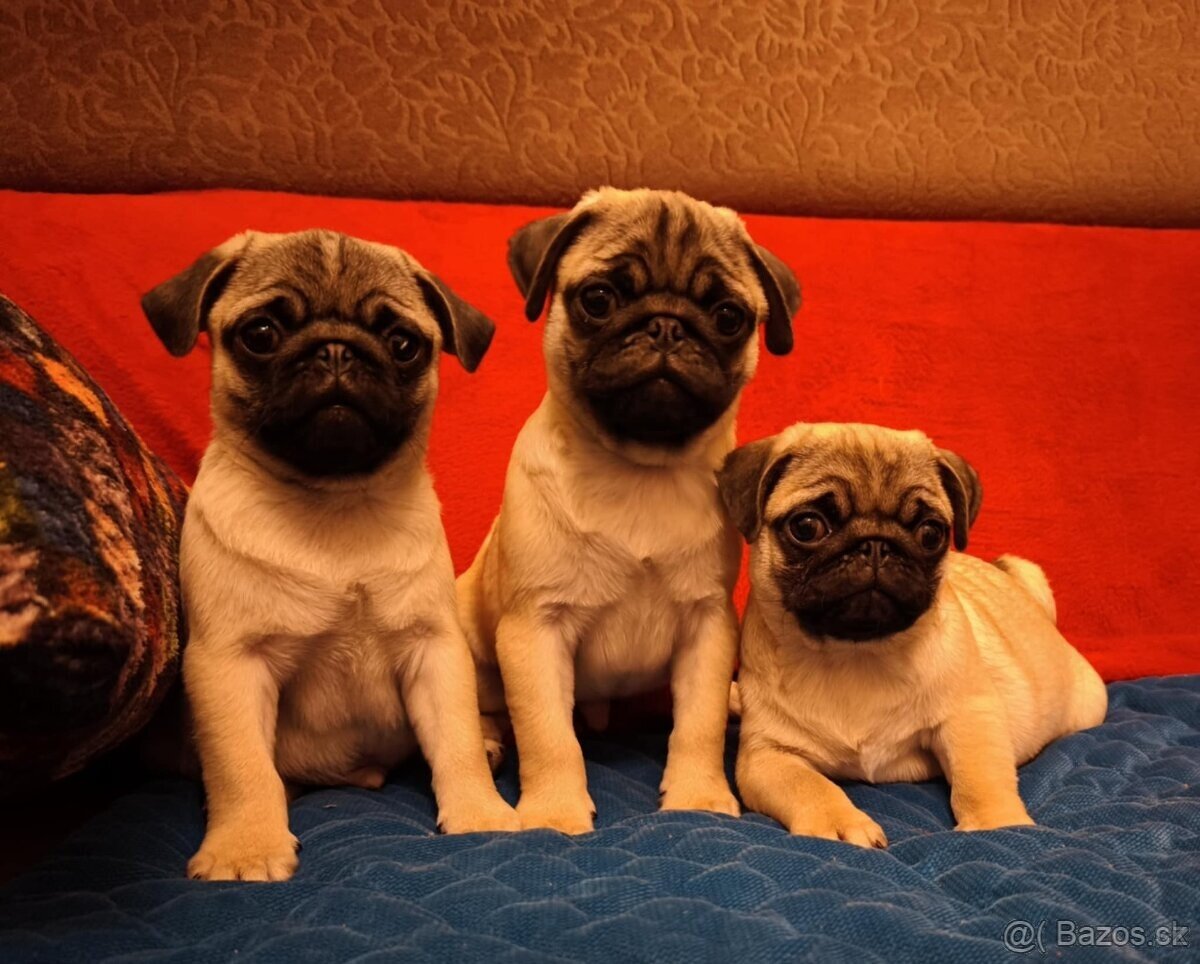 Mops šteniatka s PP - 5