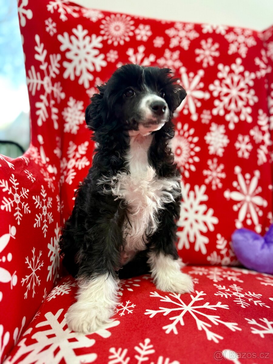 Čínský chocholatý pes - 5