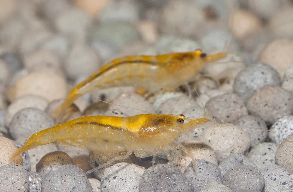 Krevetky - Neocaridina Yellow (svetlejsi kusy) - 5