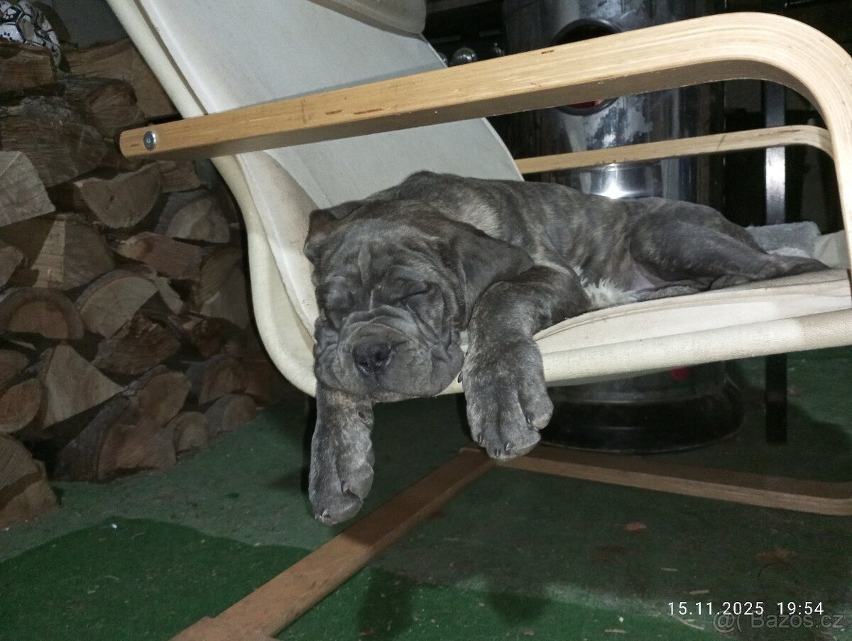 Cane Corso štěňata bez PP - 5