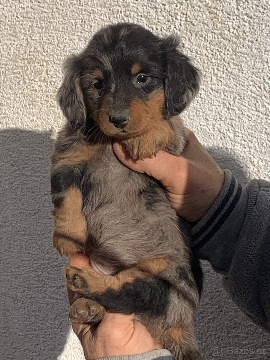 Jezevčík trpasličí dlouhosrstý - 5