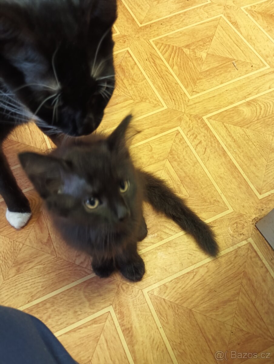 Krásná koťátka - 5