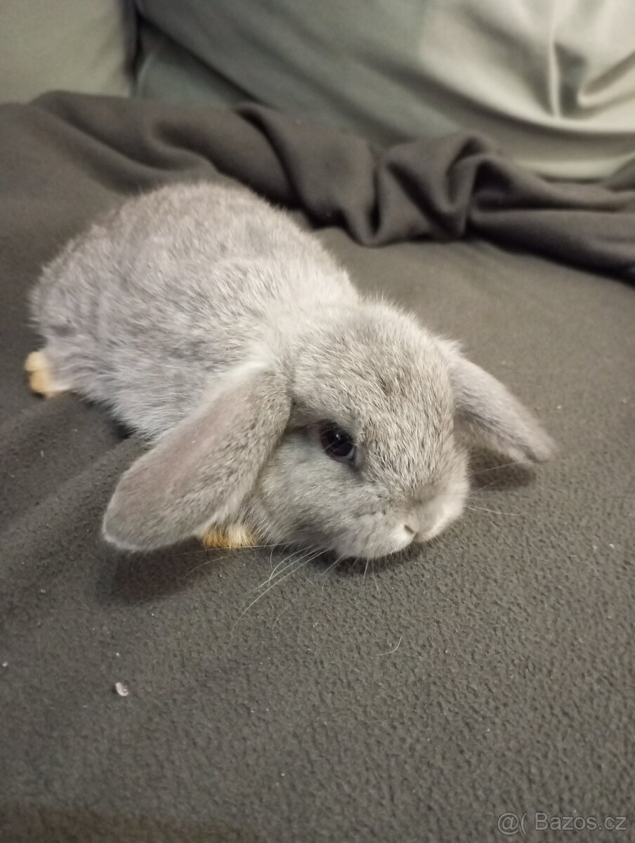 Zakrslý beránek králíček + očkování - 5