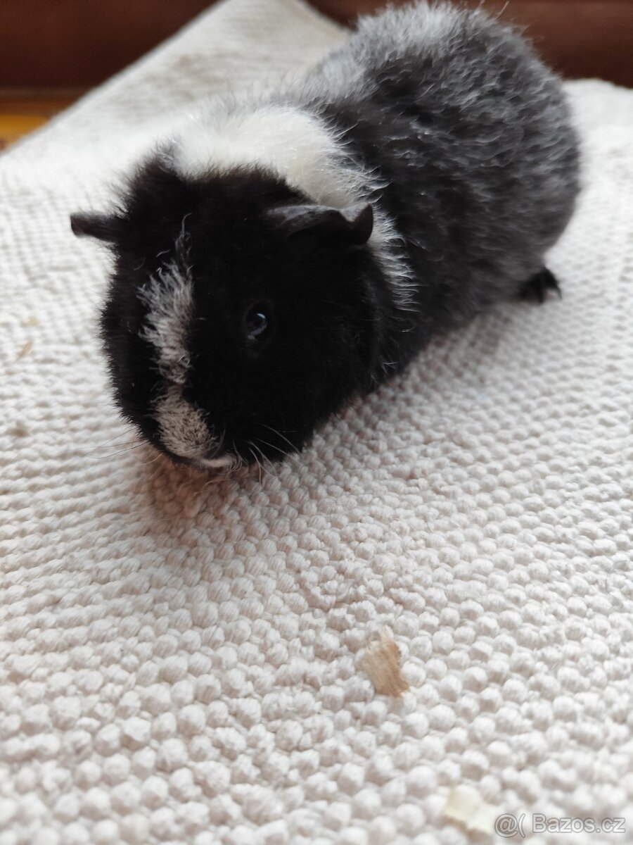 Morče / US Teddy sameček - 5