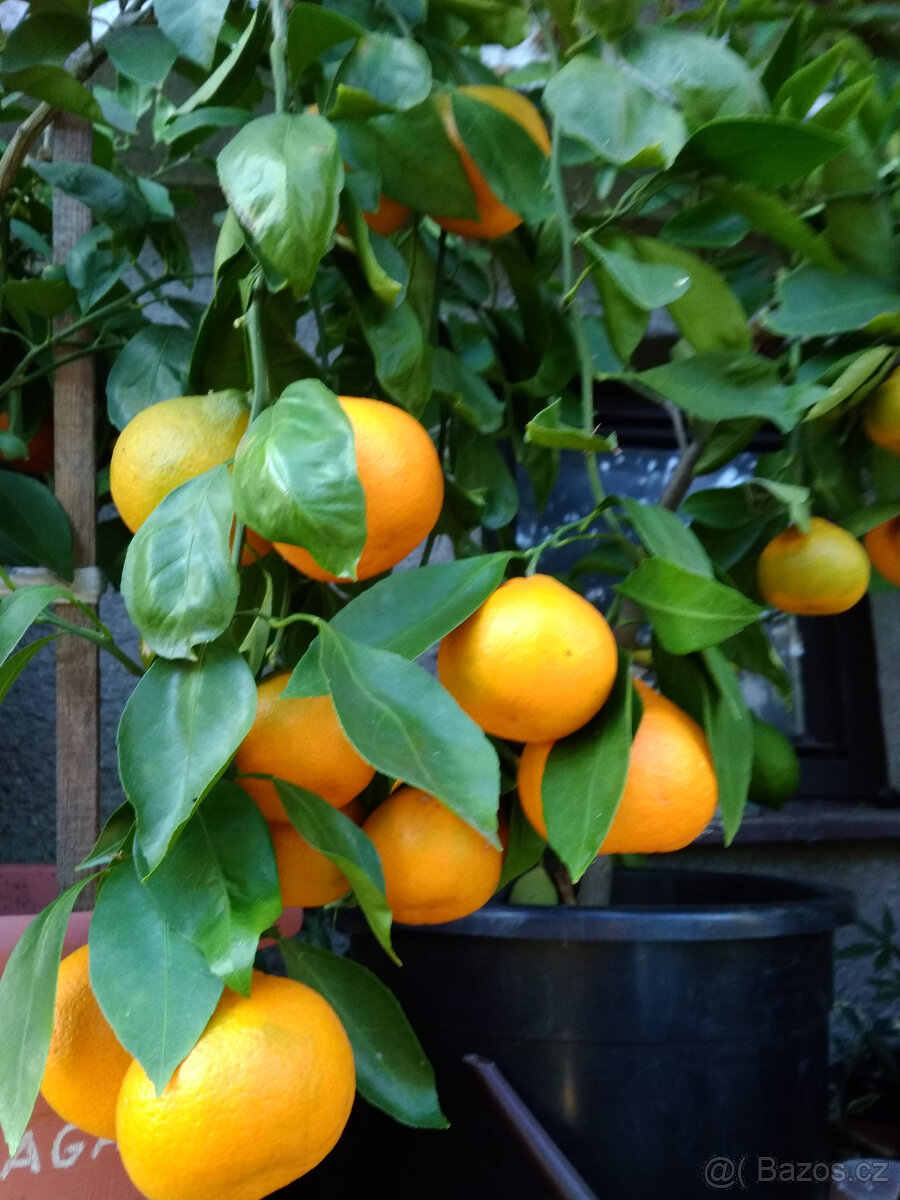 Subtropické rostliny a jiné - 5