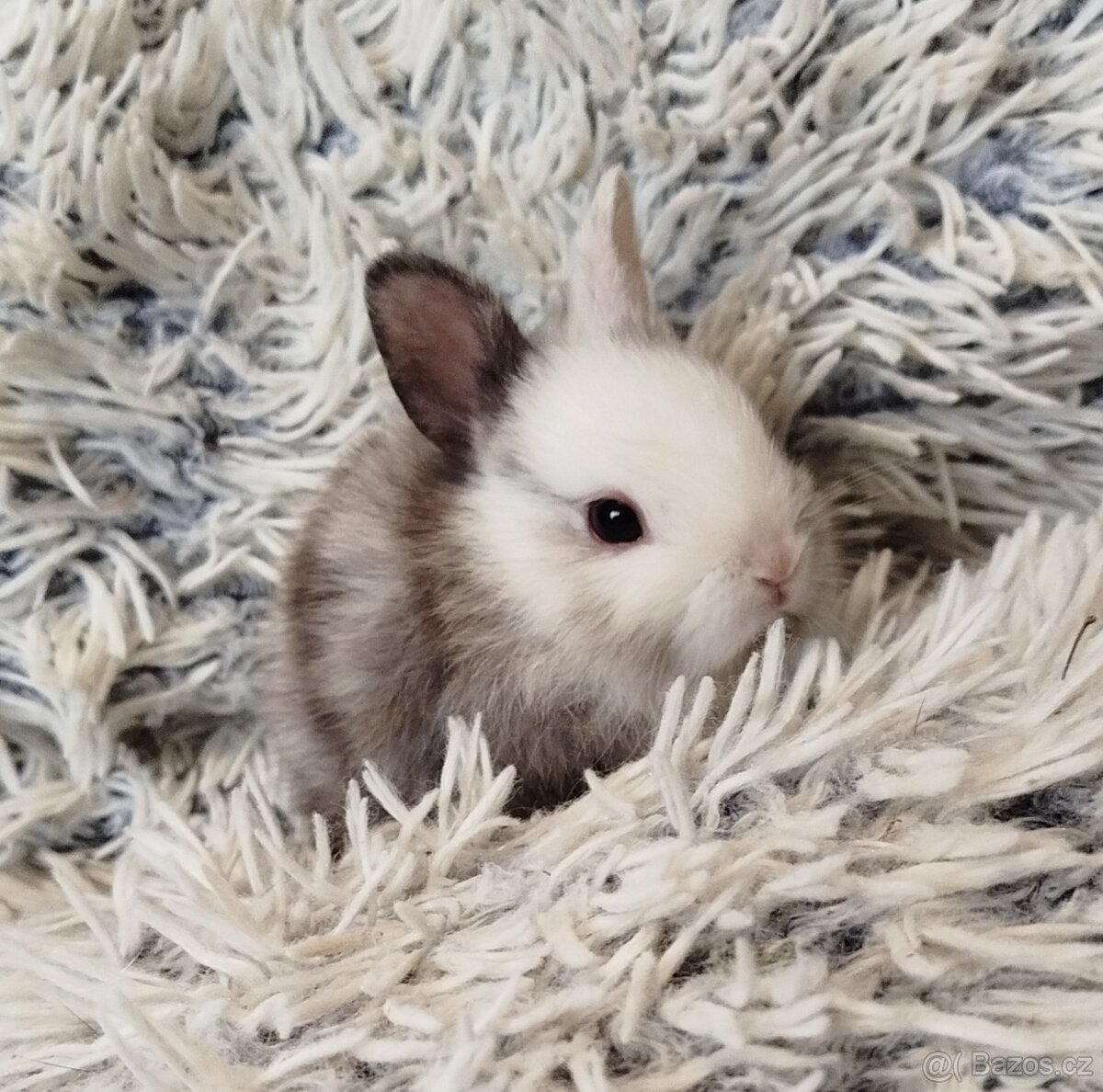 Zakrslý krátkouchý s VP - 5