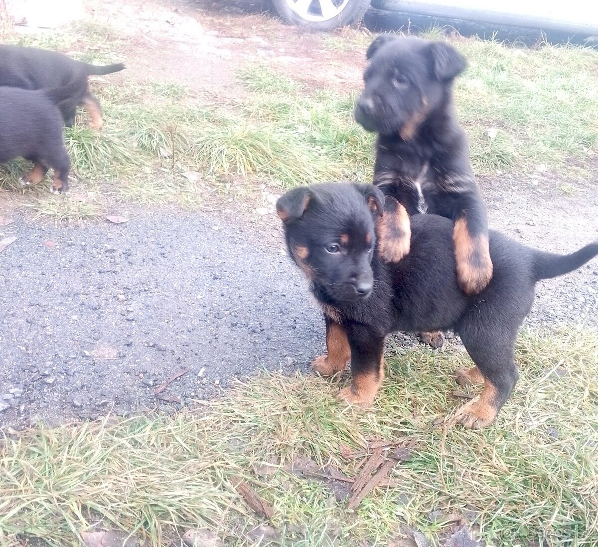 Německý ovčák kříženec, štěňata,štěně - 5