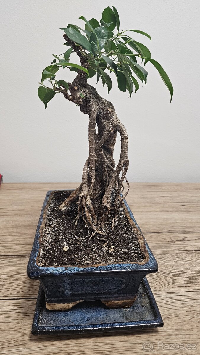 Bonsai Ficus Retusa - 5