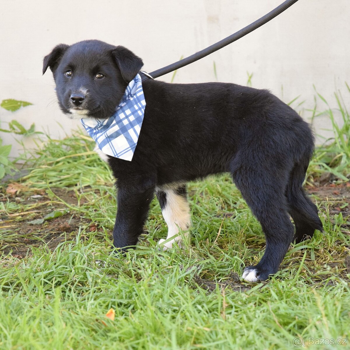 🐾 BIM – malé sluníčko, které čeká na svůj domov - 5