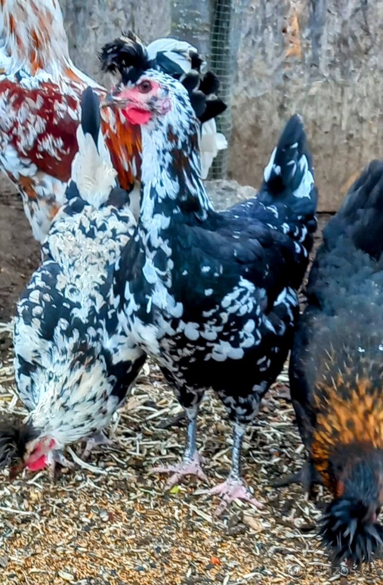 Slepice Sandschak - 5