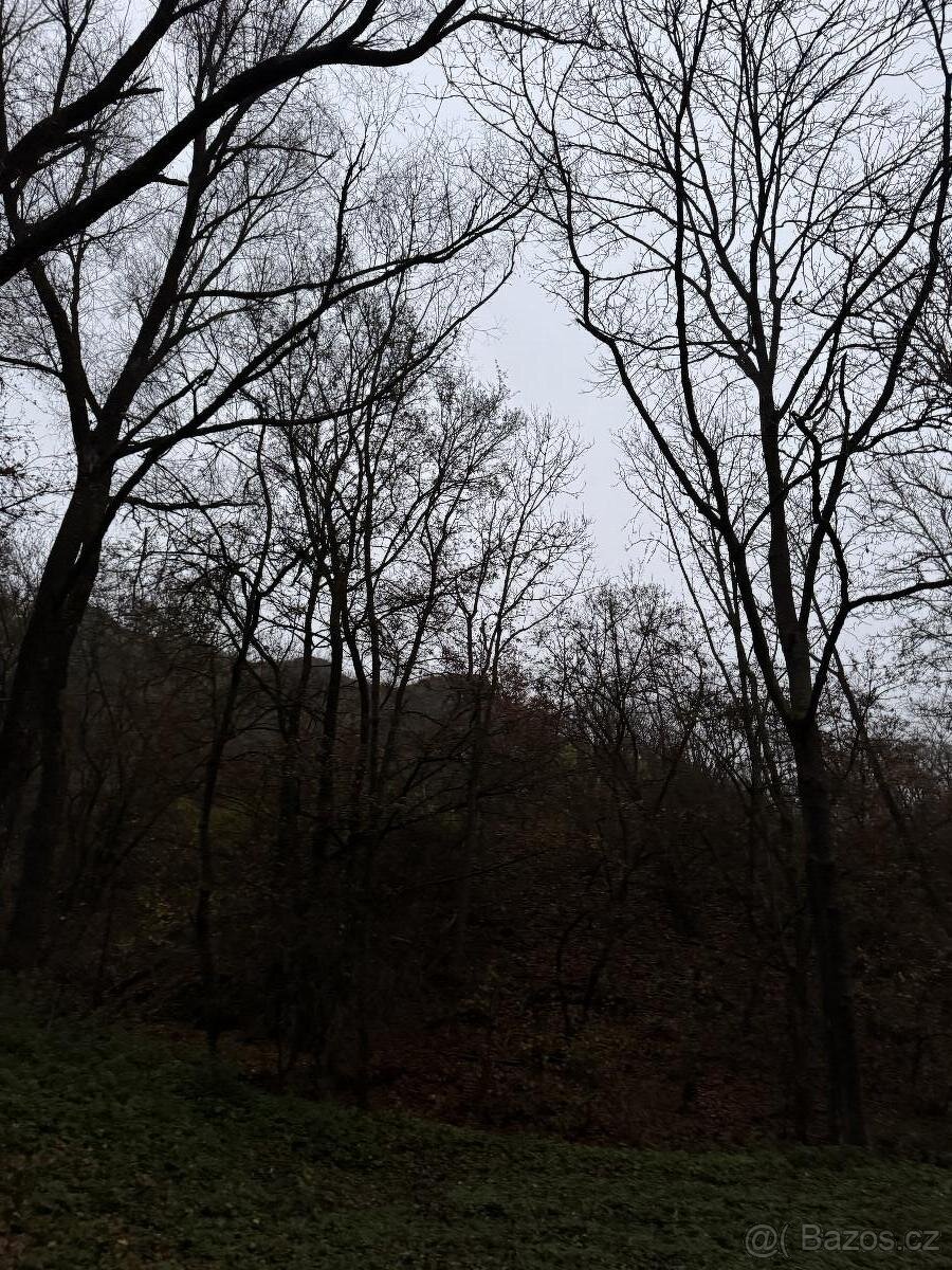 Prodám lesní pozemek v k.ú. Zadní Kopanina - 5