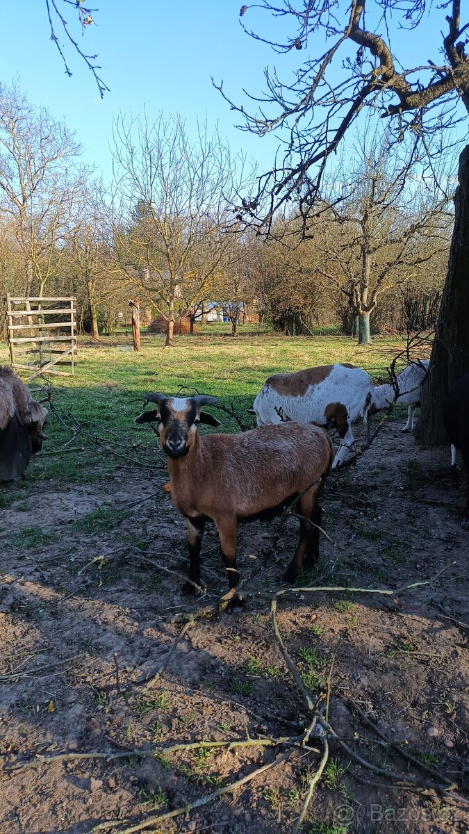 kamerunská jehňata - 5