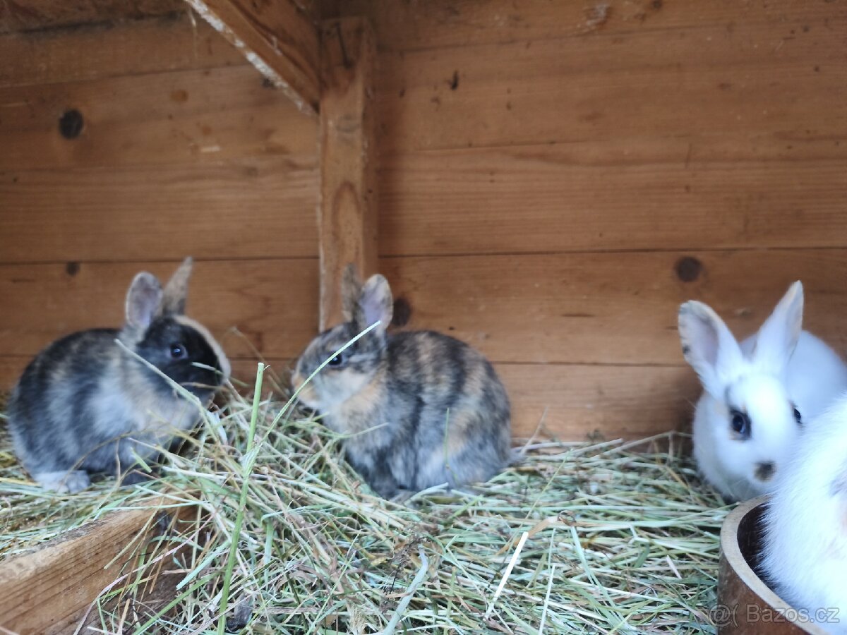 Zakrslý králík - 5