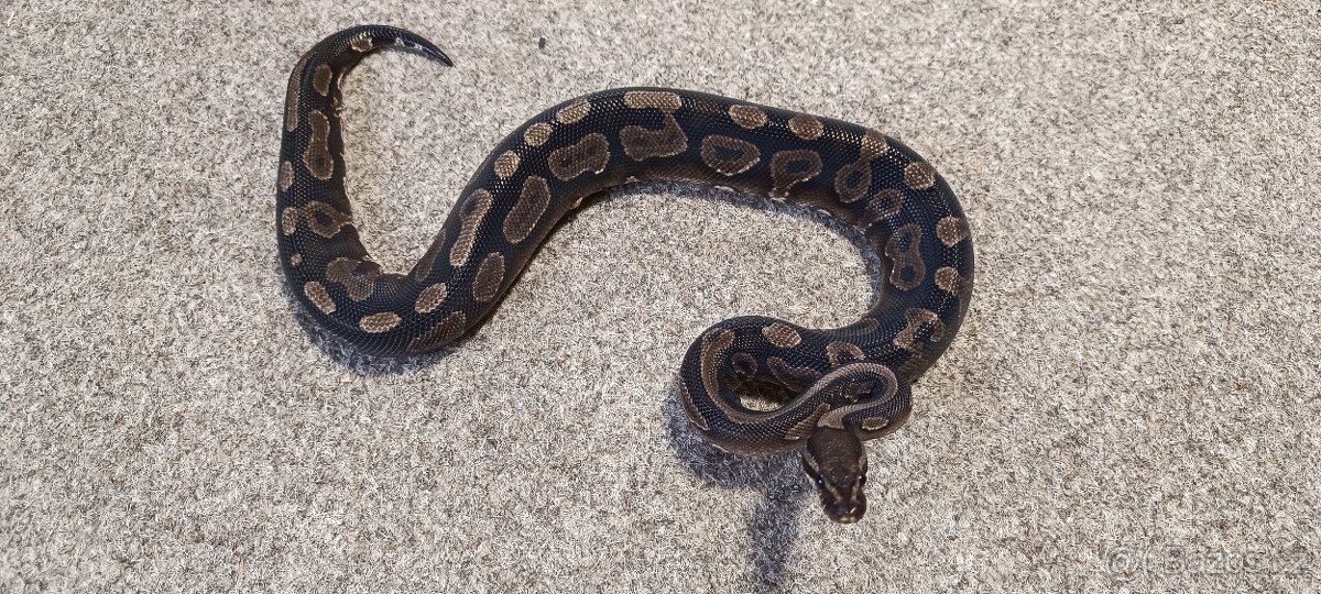 Krajta královská - 5