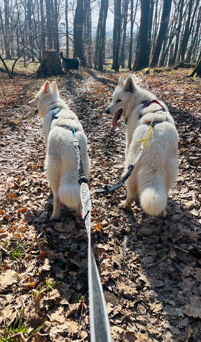 Bílý švýcarský ovčák - 5