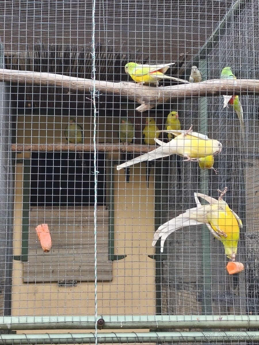 PAPOUŠEK KRÁLOVSKÝ, HORSKÝ A ZPĚVAVÝ - 5