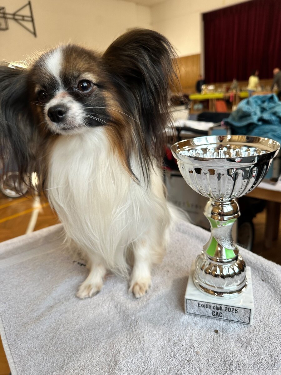 Papillon /krycí pes - 5