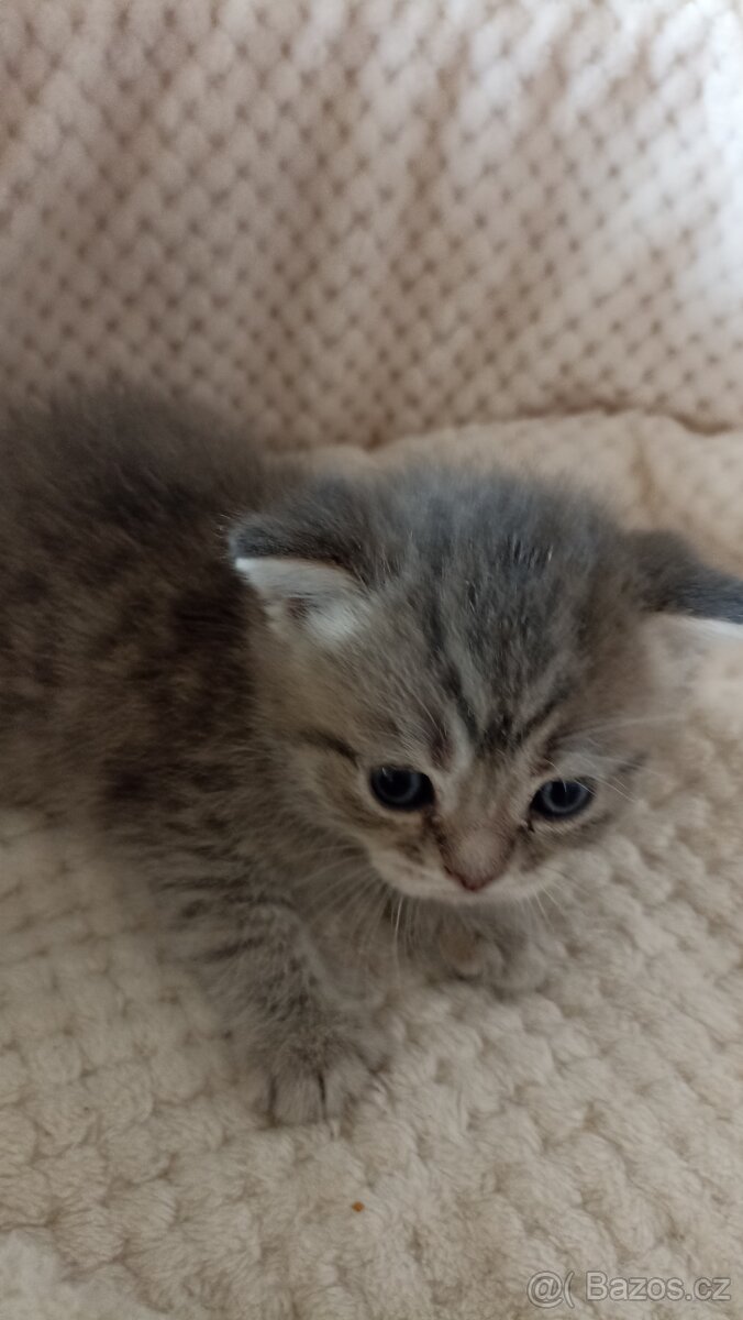 Britská whiskas kočička s PP - 5