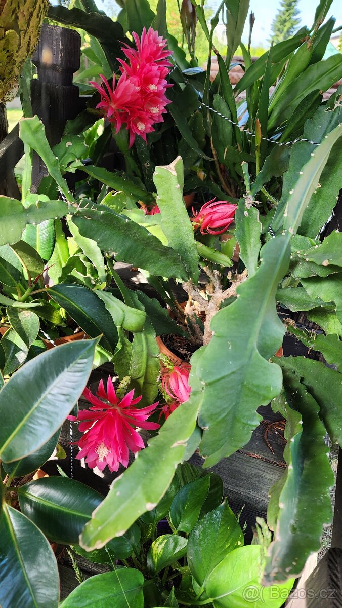 Prodám fylokaktusy - 5