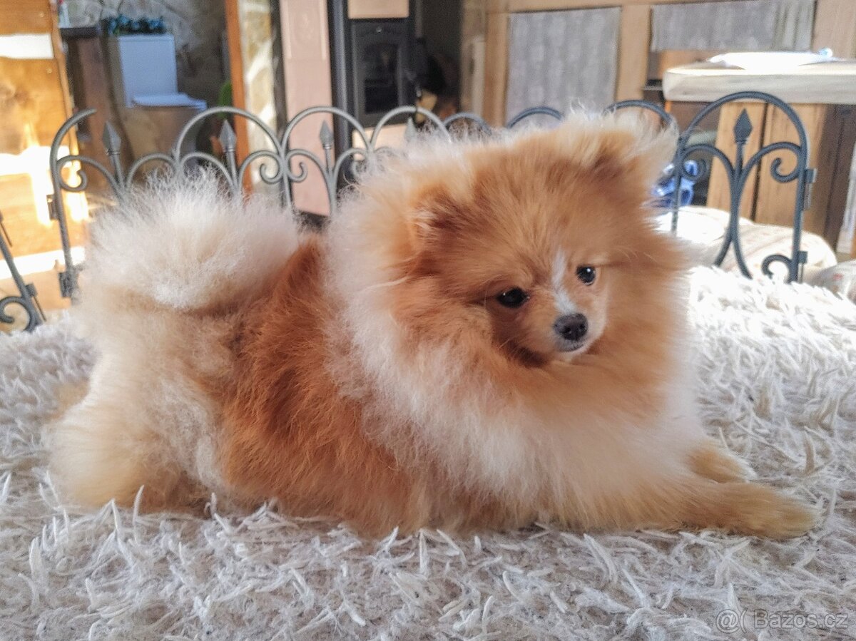 Pomeranian s PP ke KRYTÍ - krémový (žádný prodej) - 5