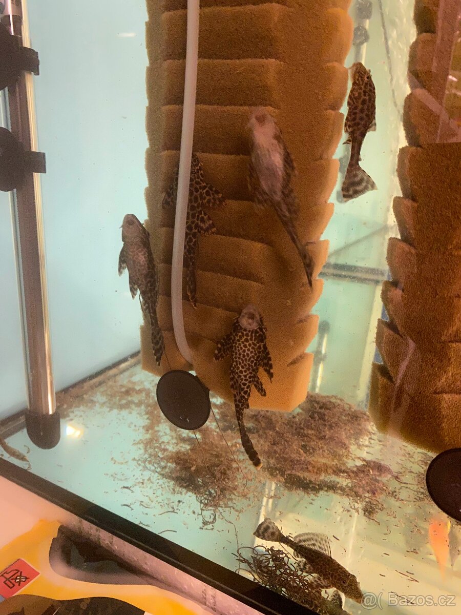 Glyptoper velkoploutvý L 165 - Glyptoperichthys gibbiceps - 5