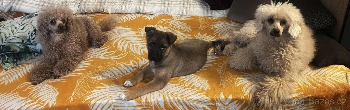 Pejsek Stromeček - 5