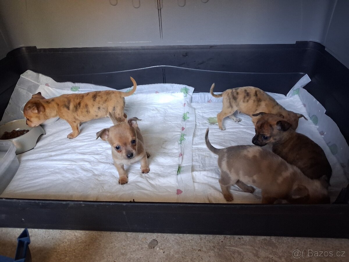 Štěňata čivavy - 5