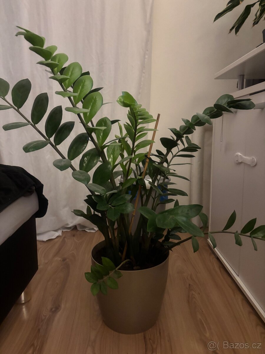 Pokojové rostliny - 5