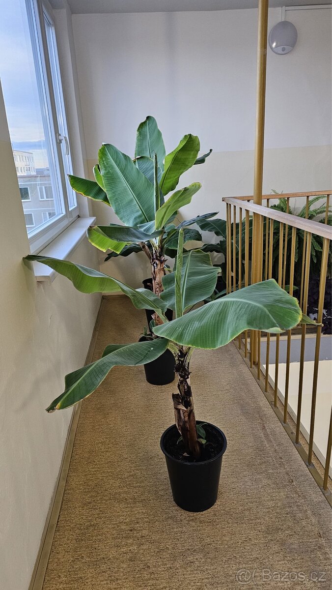 Prodej Banánovníků, Kapradí a Aloe Vera - 5