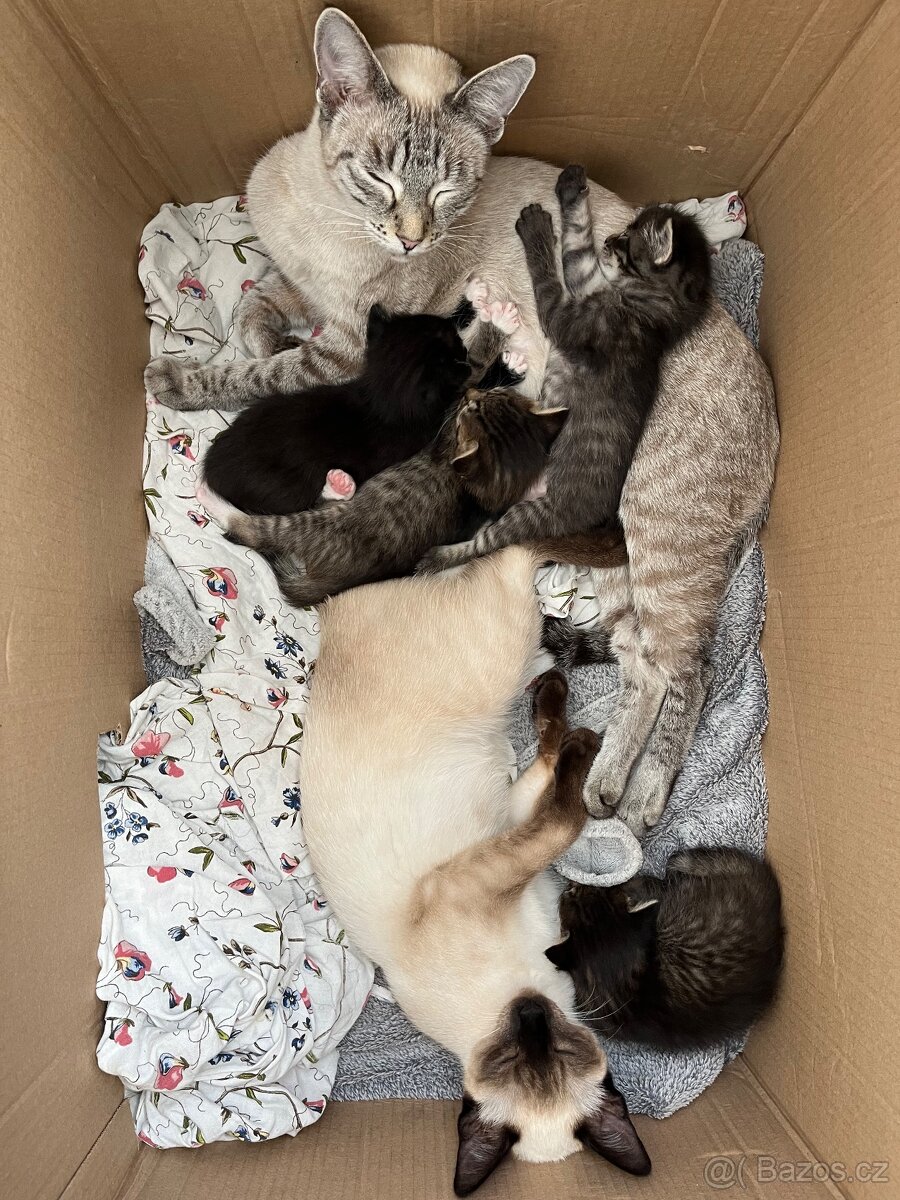 Bytový - mourovatý kocourek - s EU pasem - 5