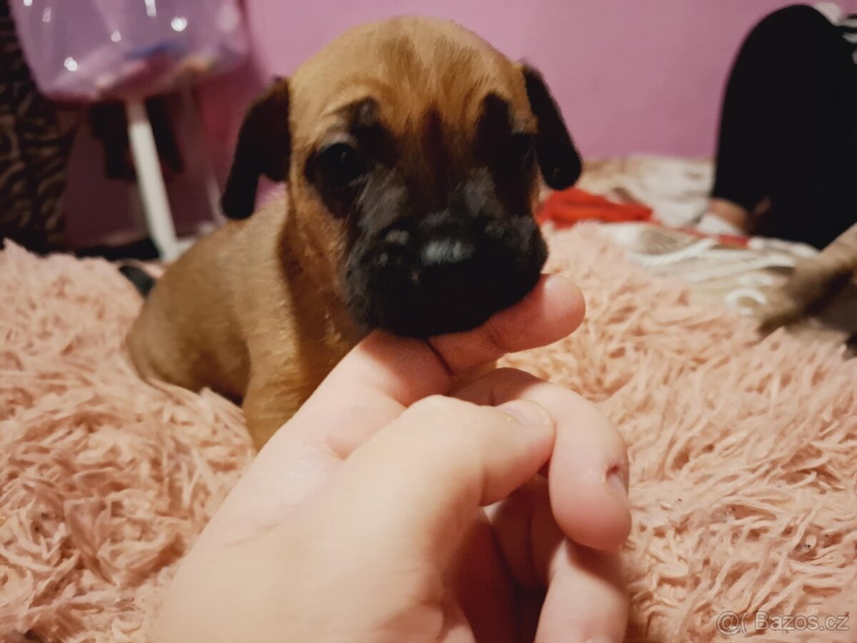 Stěně Buldoček X Jezevčík - 5