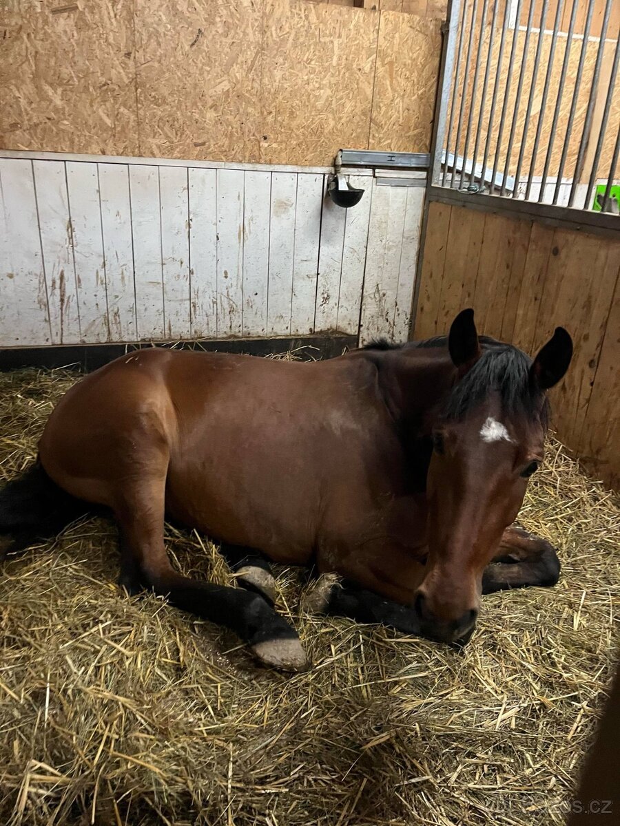 Parkurová klisna pro ambiciózního juniora - 5